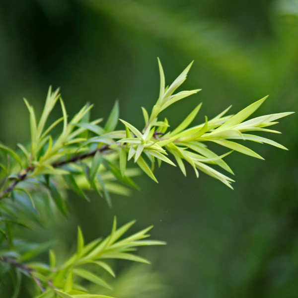 Tea Tree Oil