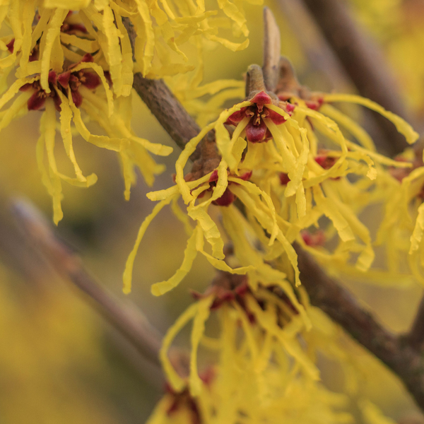 Witch Hazel